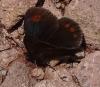 Erebia oeme